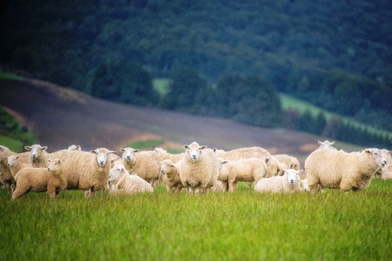 MPI Certification SGS New Zealand