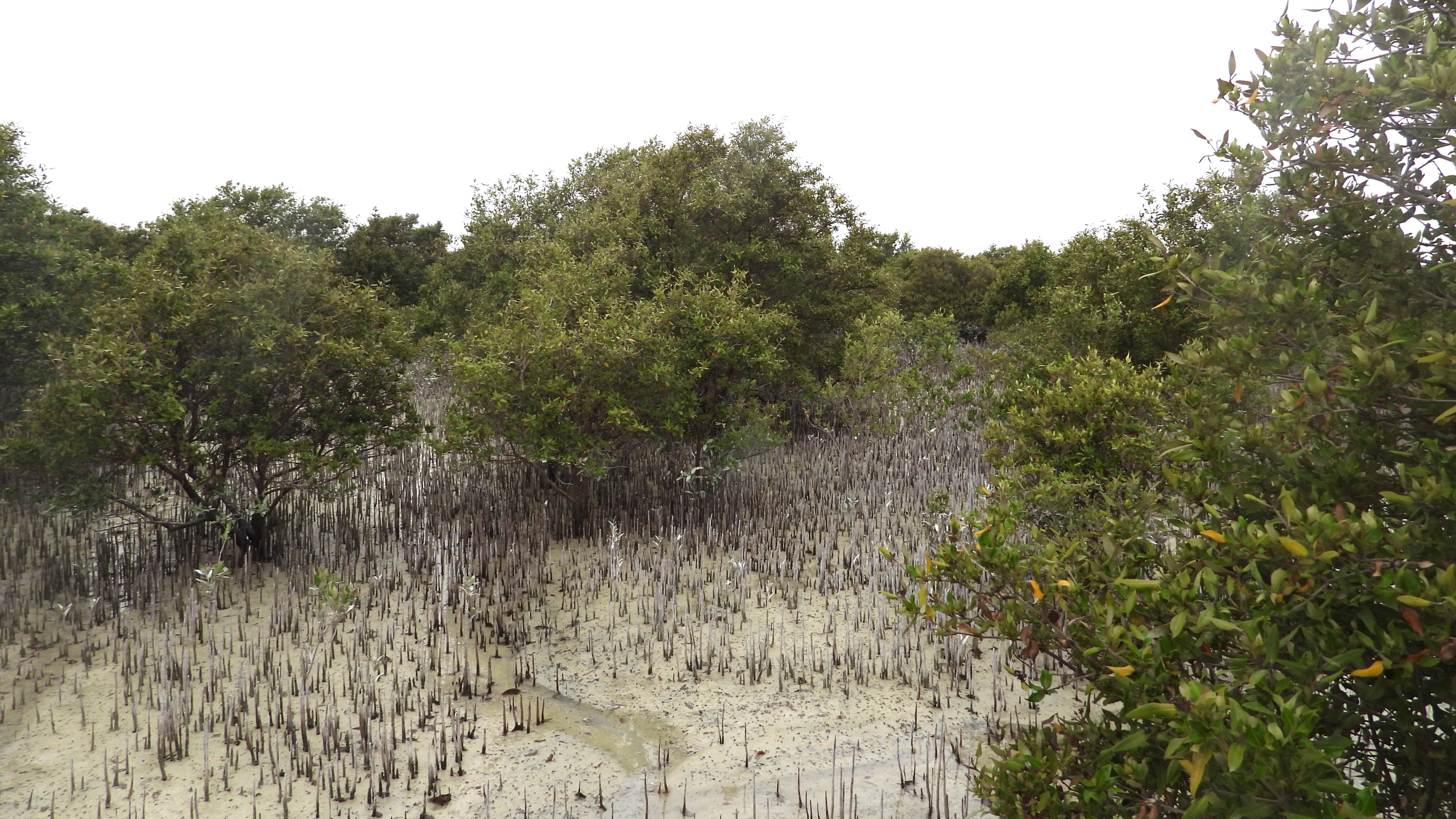 SGS Assessing the Health and Conservation of Abu Dhabi's Mangrove ...
