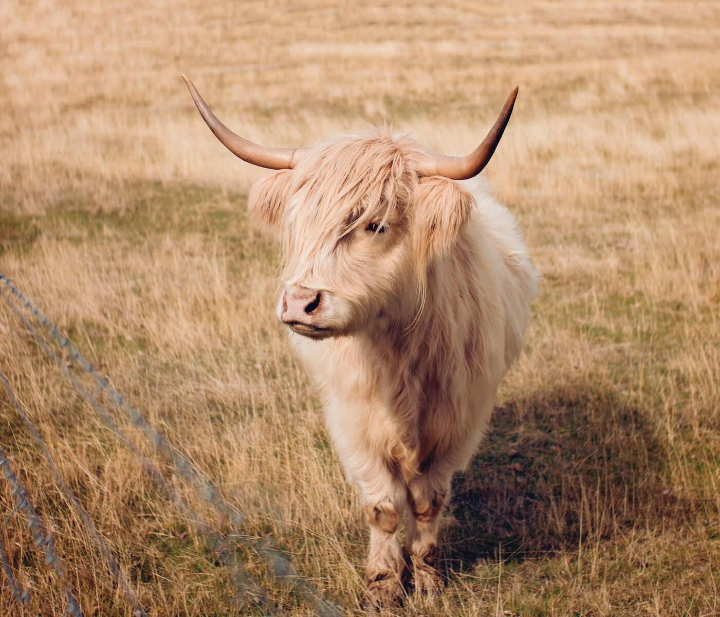 Cattle, or cows and bulls, are the most common type of large domesticated ungulates. They are members of the subfamily Bovinae. Cattle, domesticated bovine farm animals that are raised for their meat and their milk.