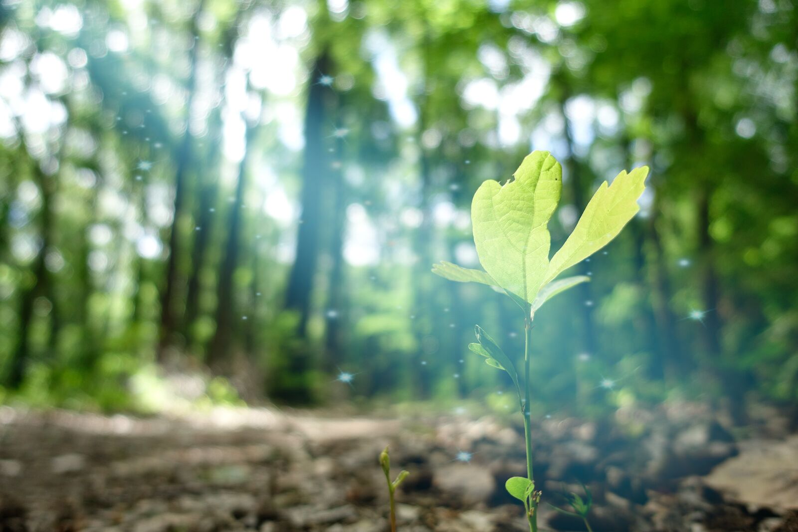 Plant Growing in the Forest