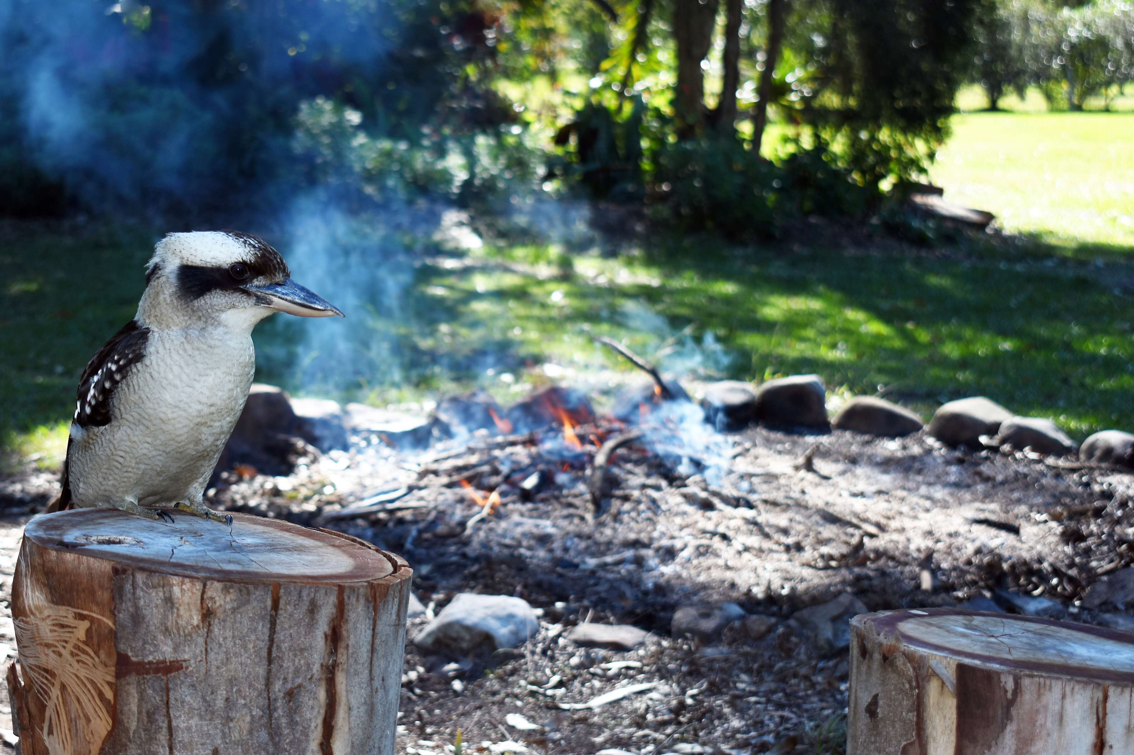 Kookaburra watching over a campfire closeup outdoors at a campsite