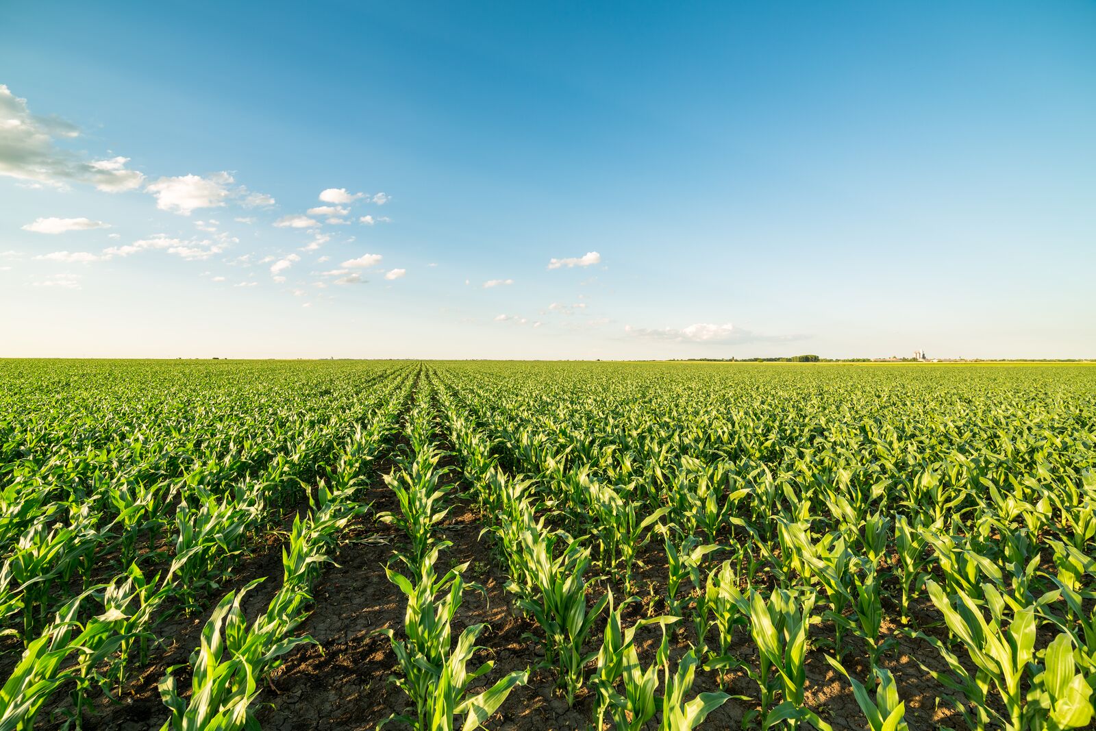 Green corn maize field in early stage