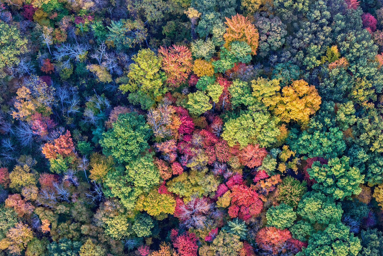 Aerial Abstact Of The Autumn Trees At Letchworth State Park In New York