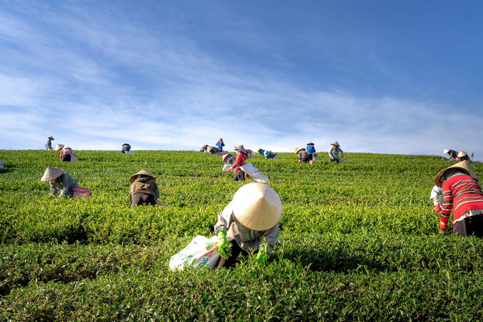 Asian Farmers Working in a Plantation