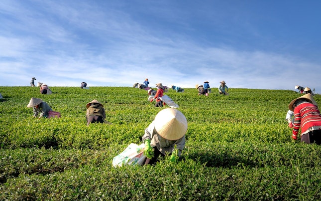 Asian Farmers Working in a Plantation
