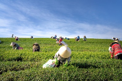 Asian Farmers Working in a Plantation