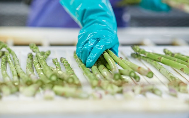Asparagus Processing Plant