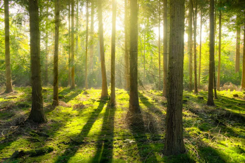 Bright Light in a Forest