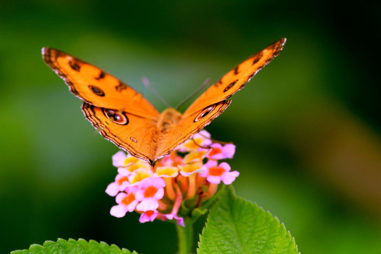 Butterfly on Flowers