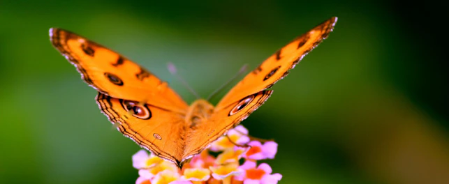 Butterfly on Flowers