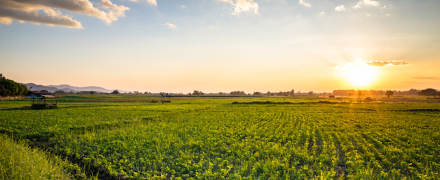 Crop Field with Sunset Sky