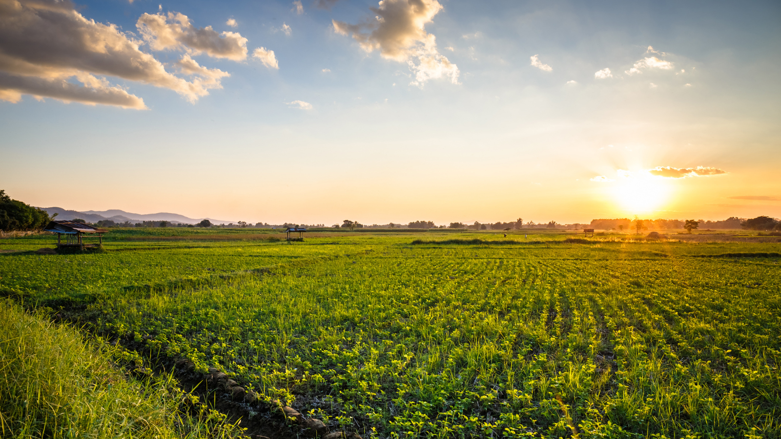 Crop Field with Sunset Sky