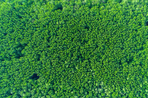 Dense Forest