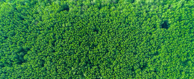 Dense Forest