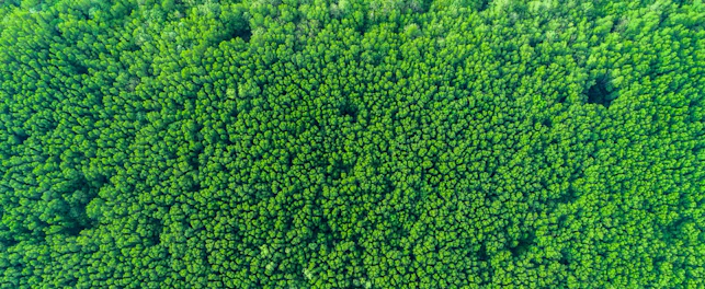 Dense Forest
