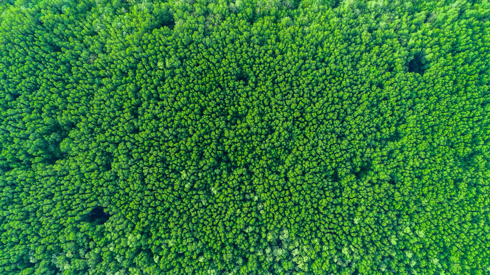 Dense Forest