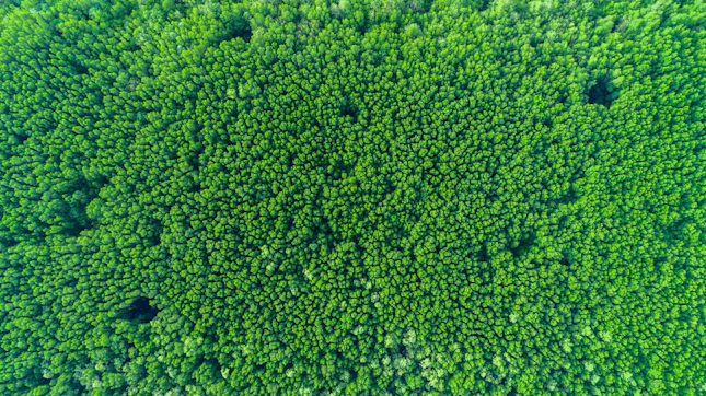 Dense Forest