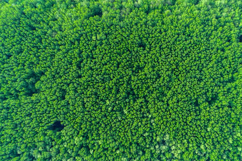 Dense Forest