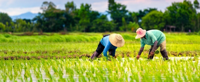 Enhancing Auditors Abilities to Detect Forced Labor