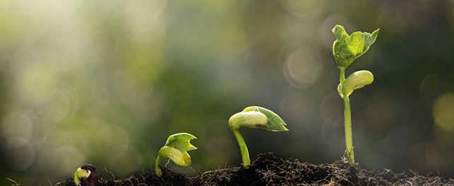 Evolution of Green Plant Growing