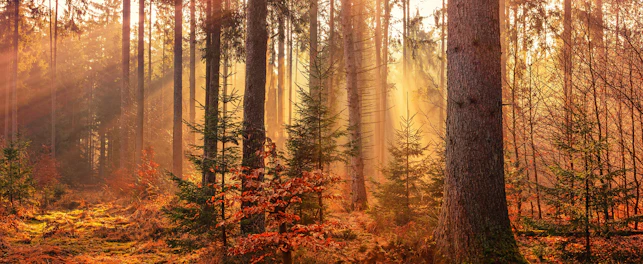 Fall Forest Landscape