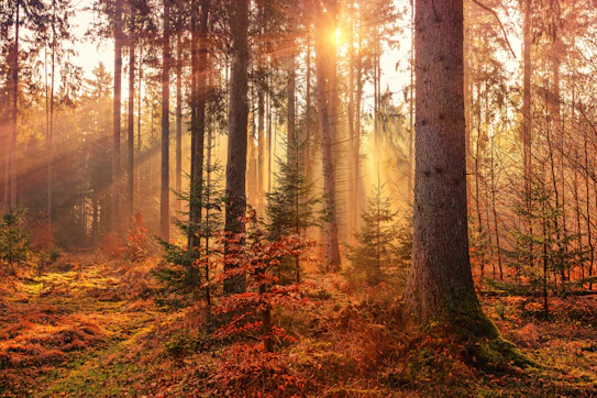 Fall Forest Landscape