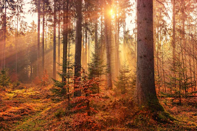Fall Forest Landscape
