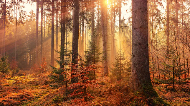 Fall Forest Landscape