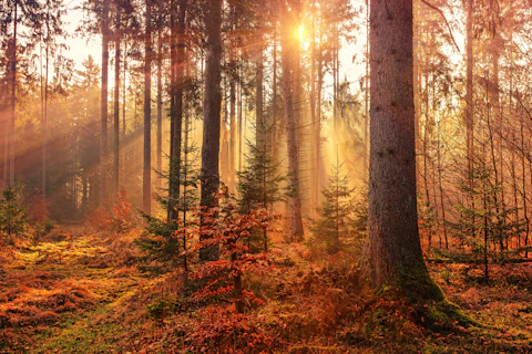Fall Forest Landscape