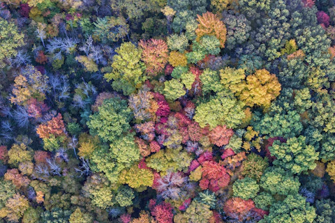 Forest in Autumn