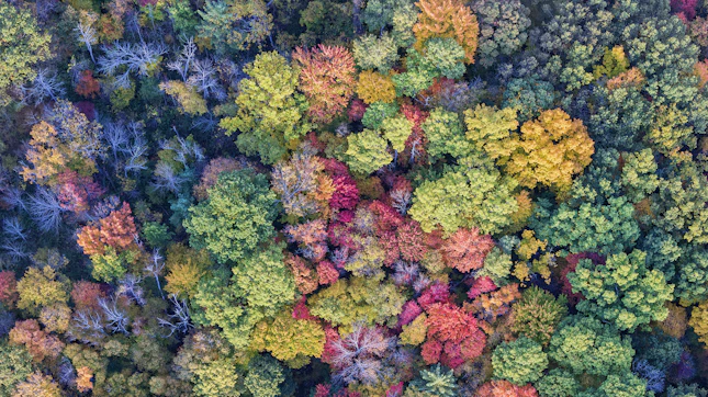 Forest in Autumn