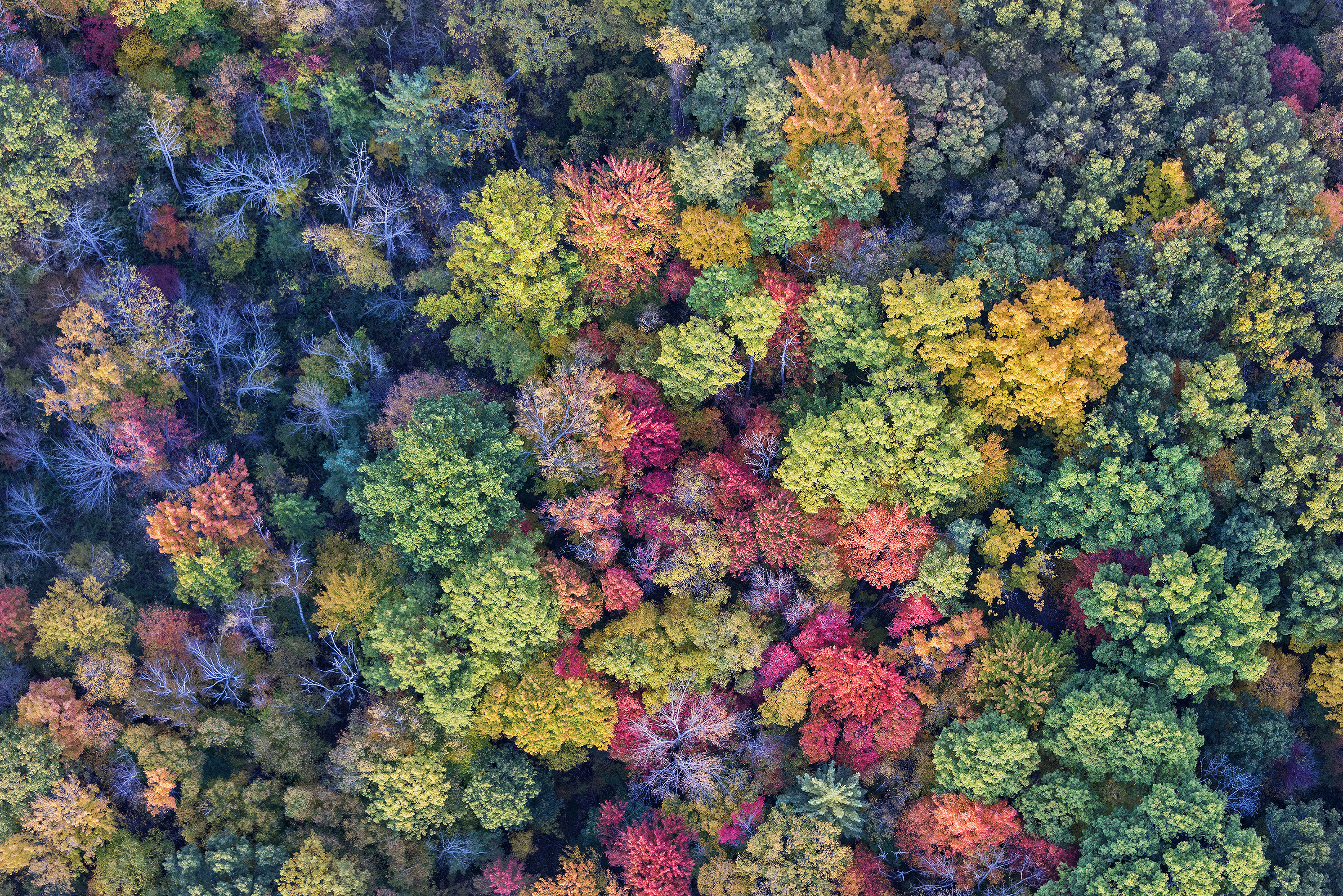 Forest in Autumn