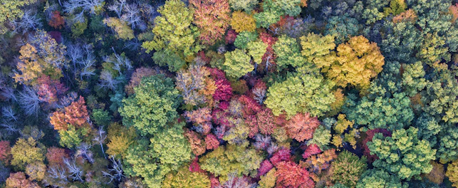 Forest in Autumn