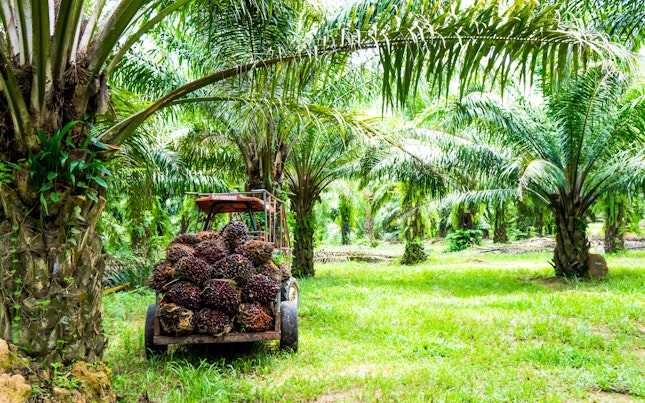 Harvesting Palm Oil in a Plant
