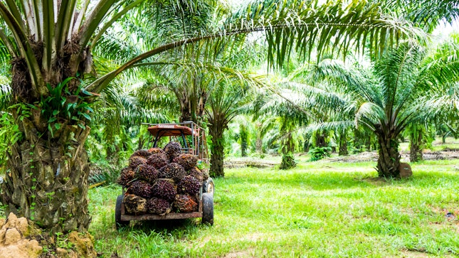Harvesting Palm Oil in a Plant