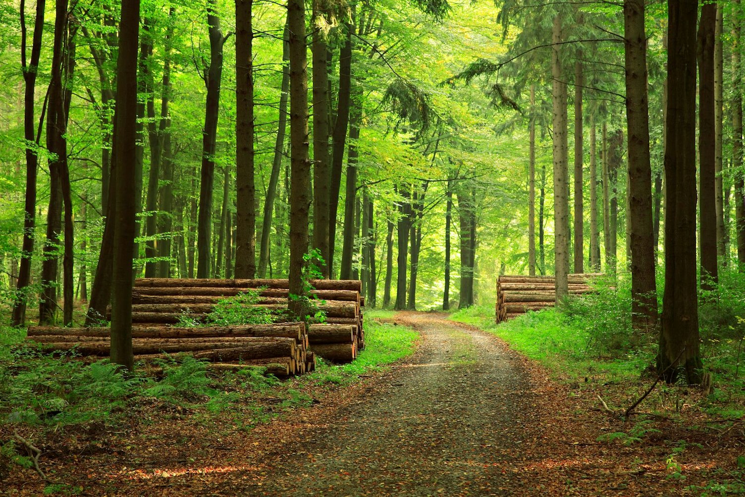 Logs in a Forest