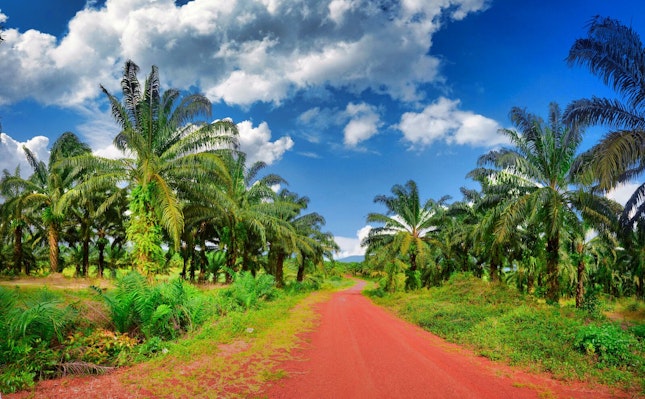 Palm Tree Oil Plant