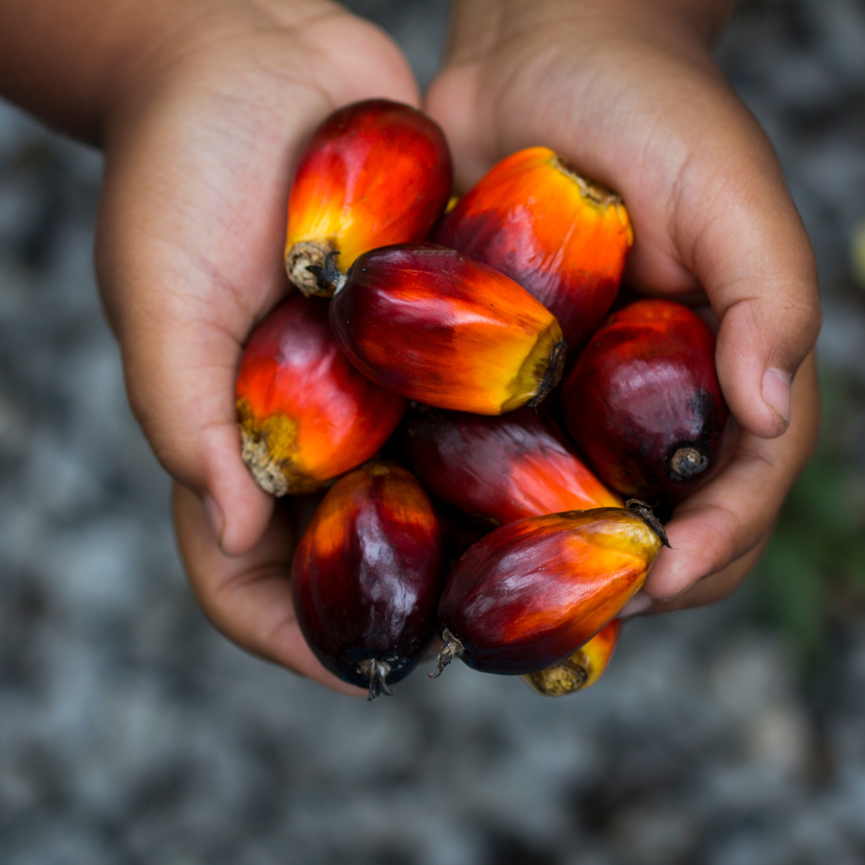 Red palm oil seeds on Child's hands
