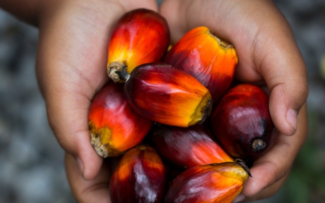 Red palm oil seeds on Child's hands