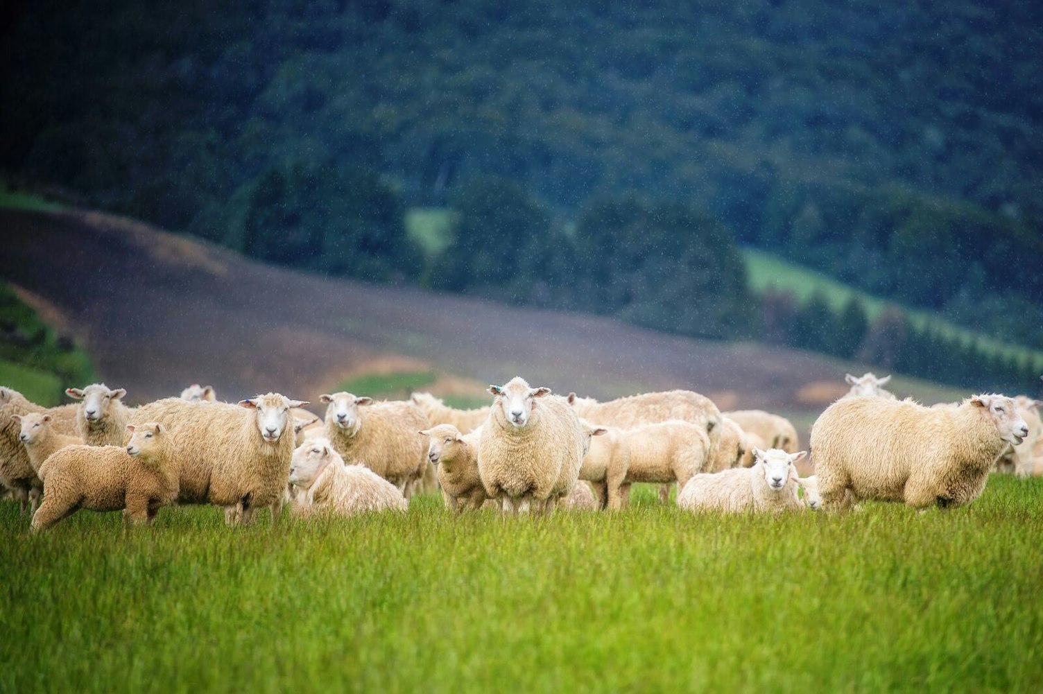 Sheeps in Field