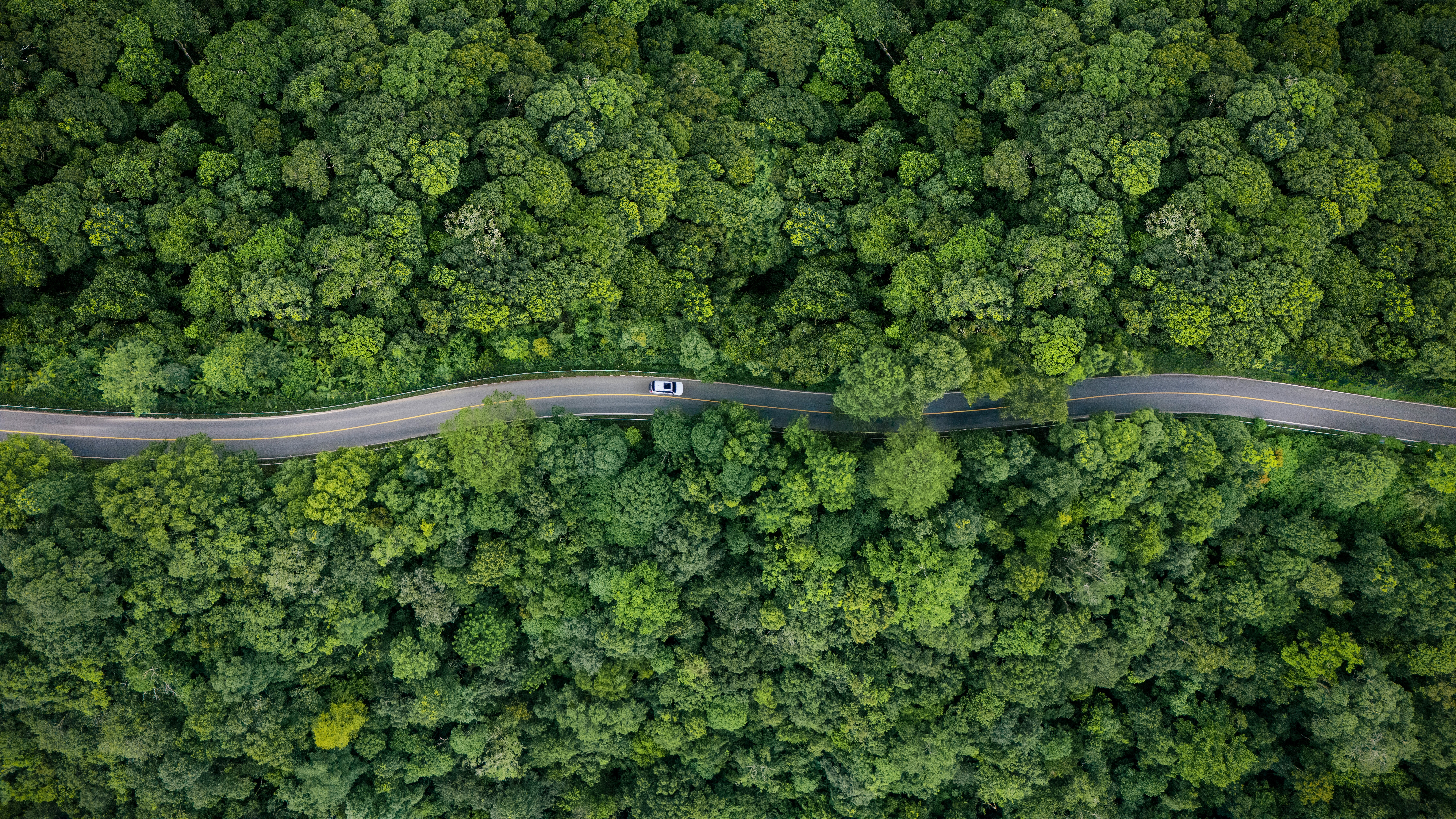 Voiture dans la forêt