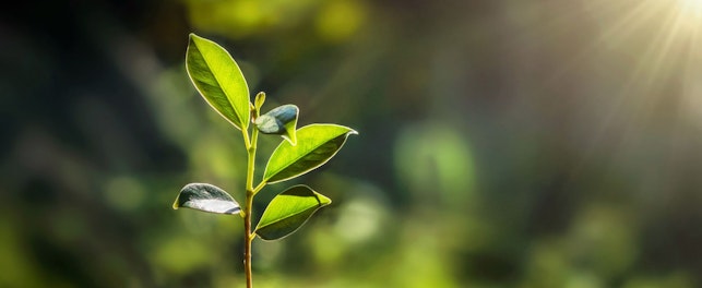 Small Plant Growing Ecology Concept