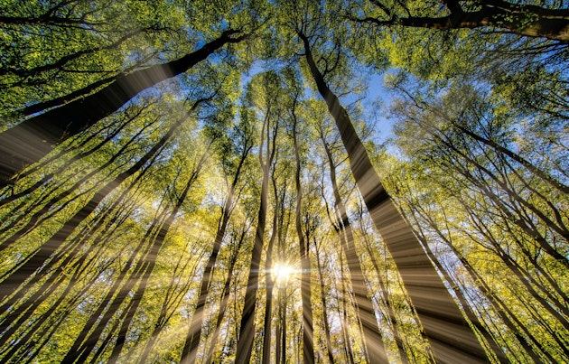 Sun Beam Light Rays Shinning through a Dense Forest