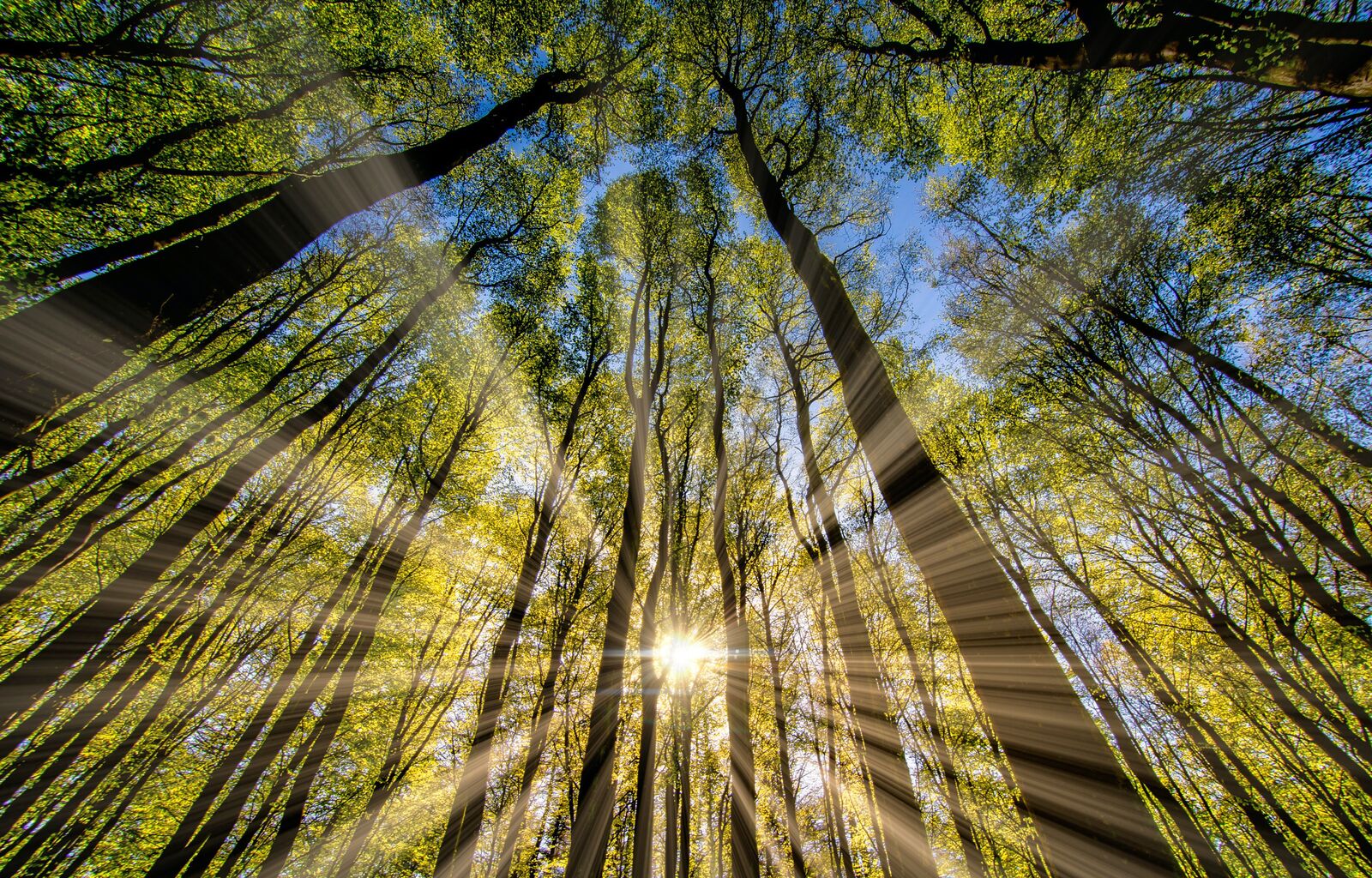 Sun Beam Light Rays Shinning through a Dense Forest