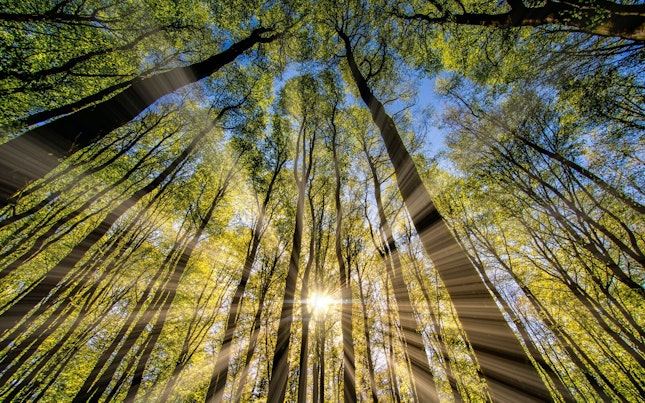 Sun Beam Light Rays Shinning through a Dense Forest