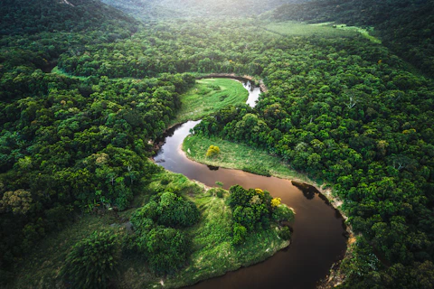 The King of Brazil Atlantic Forest