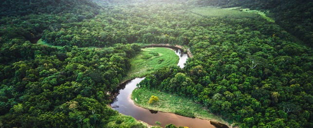 The King of Brazil Atlantic Forest