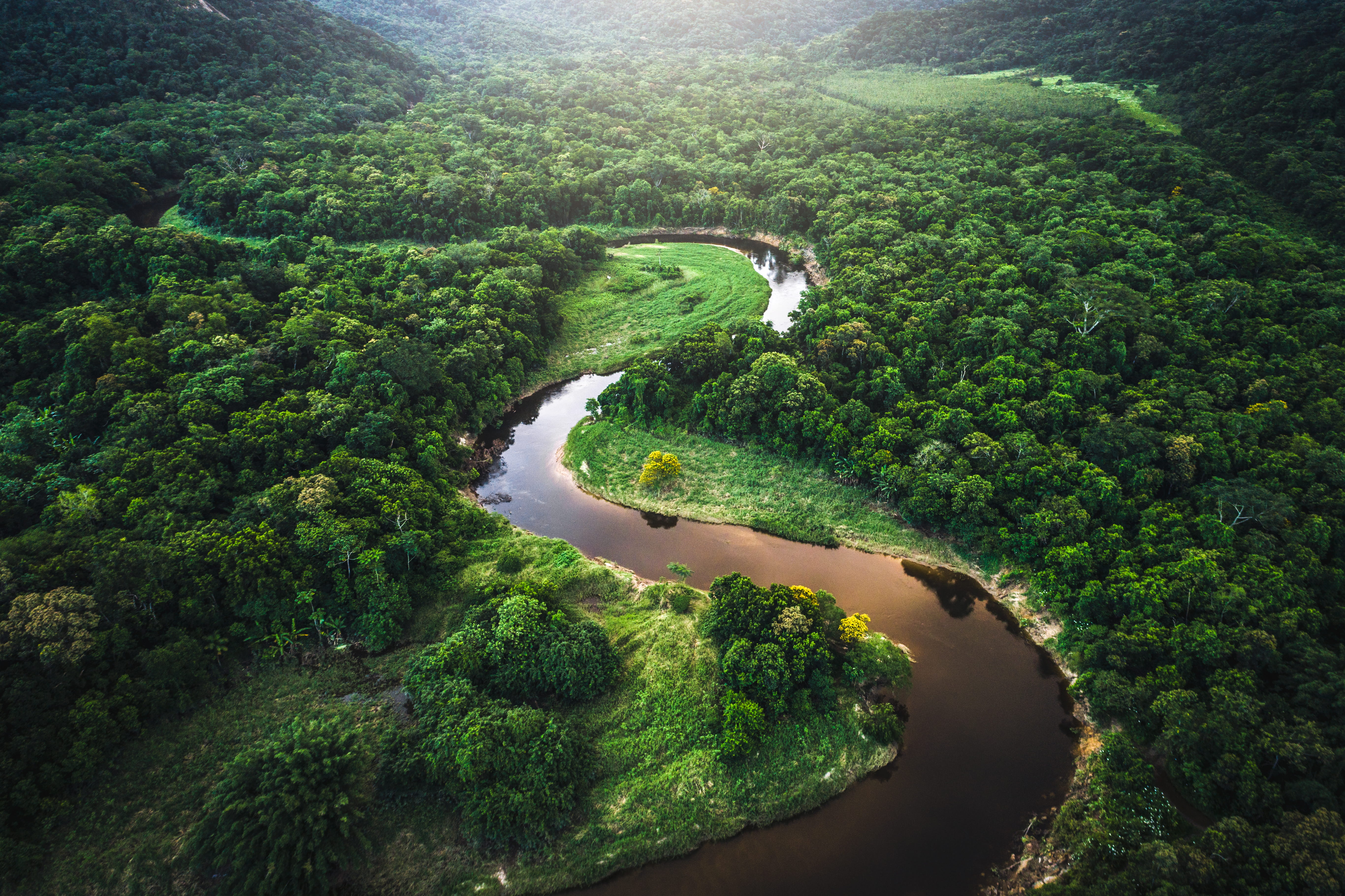 The King of Brazil Atlantic Forest