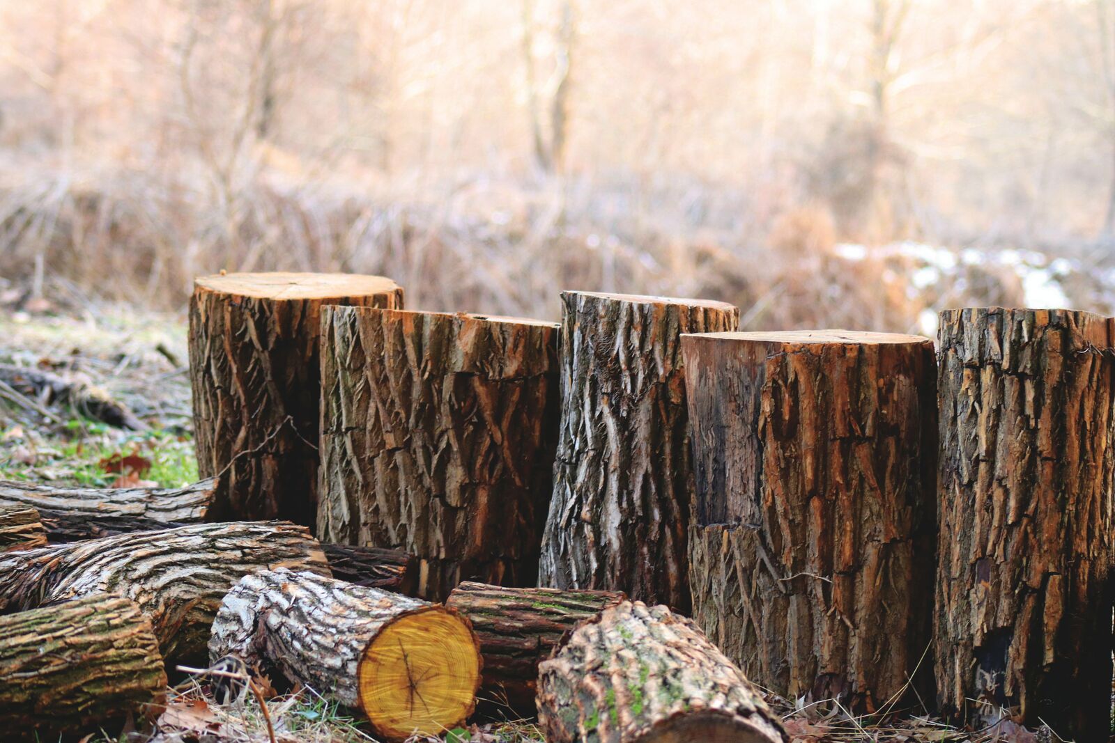 Tree Logs