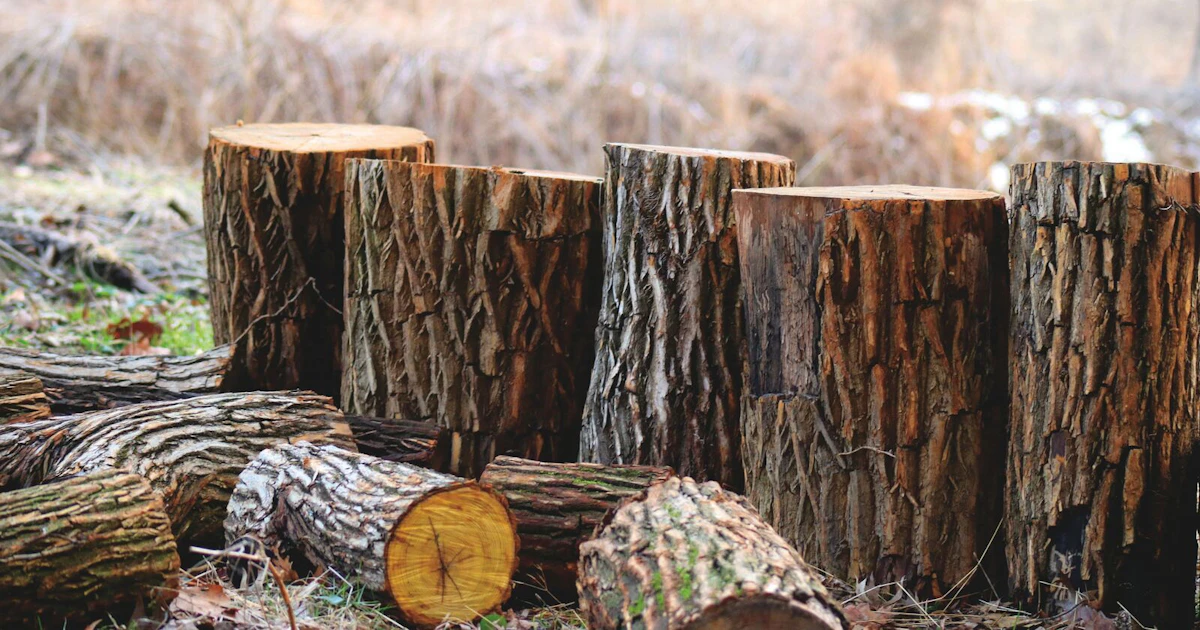 SGS Becomes the First Certification Body Accredited to FSC EUDR ...
